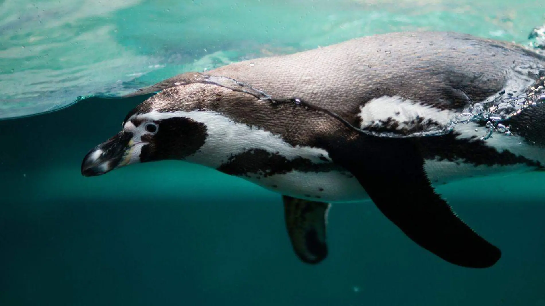 Por inflación, acuario compra comida más barata y los pingüinos y nutrias la rechazan